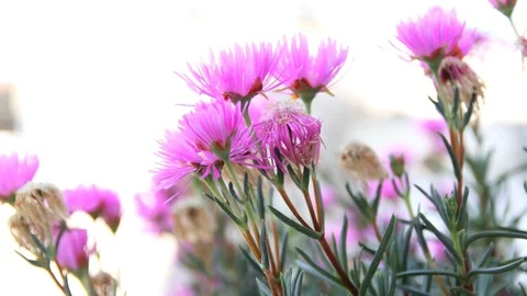 Time lapse Aizoaceae moved by the wind Stock Footage 89620647