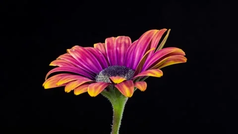 Time Lapse Amethyst Flower Opening Video stock 147375125