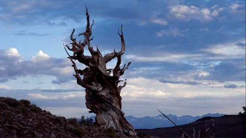 Time lapse of an ancient Bristlecone pine tree and sunset clouds in California Stock Footage 125771795