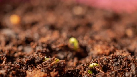 Time lapse and macro shot of vegetable seeds growing fast, sprouting from the gr Stock Footage 113676370