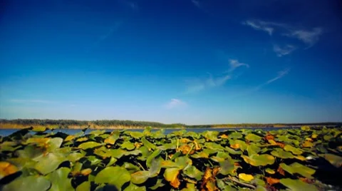Time lapse and panning at the river's shore Stock Footage 8690994