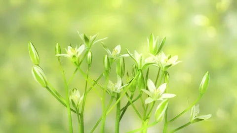 Time lapse and zoom in of a white spring flower Stock Footage 276223738