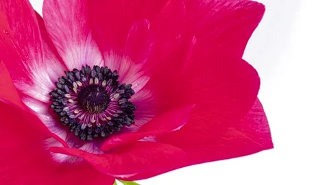 Time lapse of anemone blooming. Stock Footage 261540701