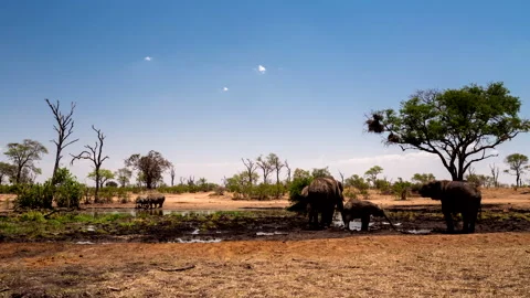 Time lapse of animals visiting a watering hole Stock Footage 163076628