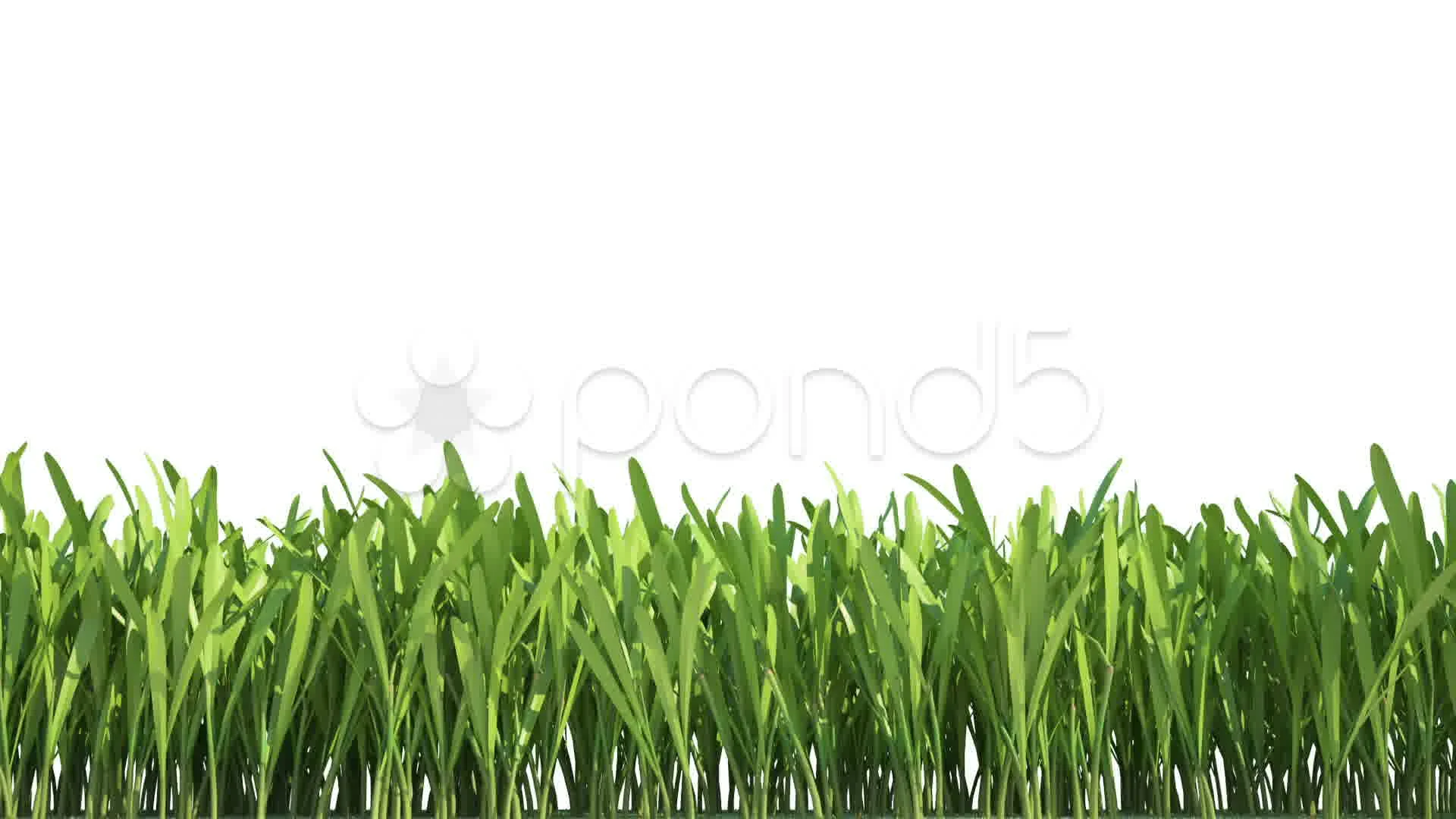 A time-lapse animation of growing grass | Stock Video | Pond5