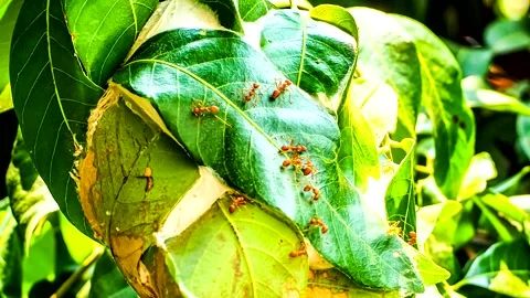 Time lapse of ants are working around their net , out door Chiangmai Thailand Stock-Footage 238507182