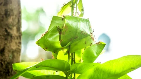 Time lapse of ants building  nest from  tree leaves , out door Chiangmai Thailan Stock-Footage 160097211