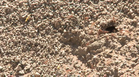 Time Lapse of Ants - Clip 4 Stock Footage 897008