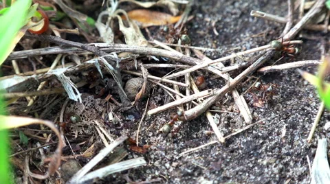 Time Lapse of Ants Engaged in Building. Full HD Stock Footage 50144619
