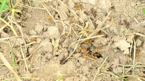 Time lapse ants Stock Footage 793369