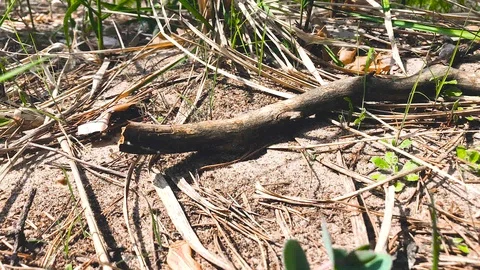 Time lapse ants move into their holes in a forest Stock Footage 107723586