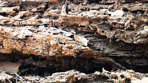 Time lapse ants in an old tree in the forest. Video background anthill. Stock Footage 107723623