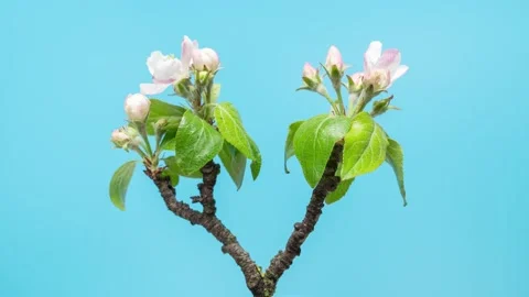 Time lapse of apple flowers opening. Blooming apple tree. Buds opening in spring Vídeo Stock 158931797