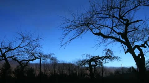 Time Lapse, Apple Orchard, New Years Eve Stock Footage 20549328