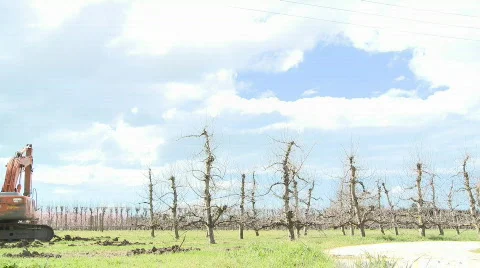 Time lapse apple  tree removal Stock Footage 508819