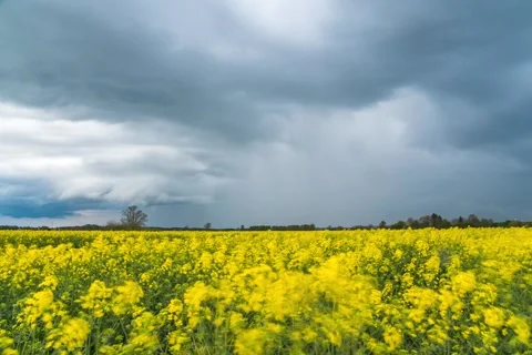 Time lapse of Approaching Thunderstorm over Blooming Rapeseed Field Stock Footage 308370291