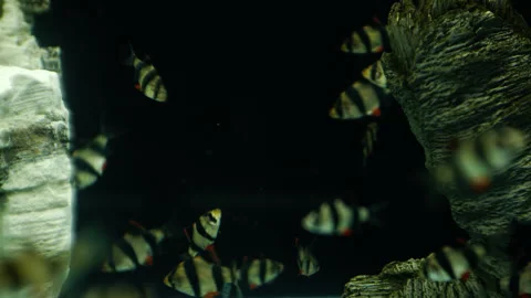 Time lapse: An aquarium with different kinds of fish. Stock Footage 236720771