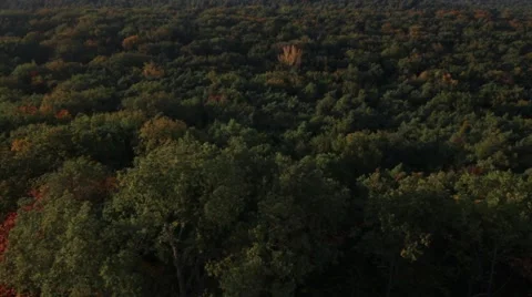 Time lapse from autumn forest top Video stock 42429631