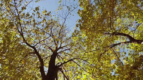 Time lapse autumn tree crown view from below Stock Footage 254485330