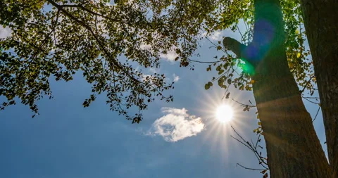 Time lapse with autumn tree, sun shining through the crown of a tree, beautiful Stock Footage 115665640
