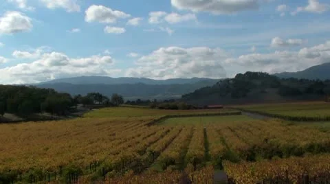 Time Lapse Autumn Vineyard Stock Footage