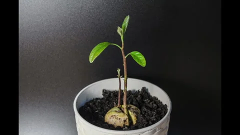 Time lapse of avocado plant growing in flower pot against a black background Vidéo 304580389