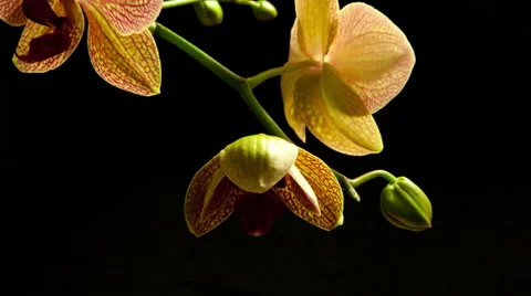 Time lapse of a backlit pink orchid flower bud blooming and opening. Stock Footage