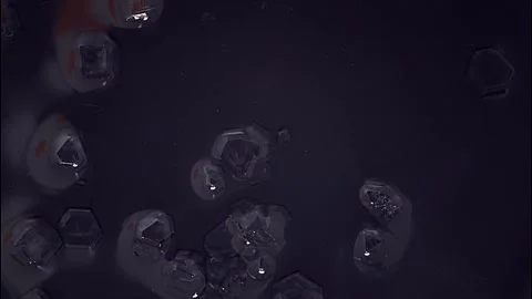 Time lapse of bacteria growing Stock Footage 273183933