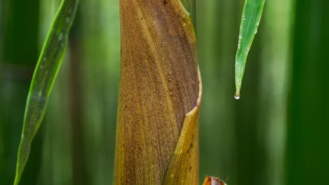 Time lapse of bamboo shoots growing,4k | Stock Video | Pond5