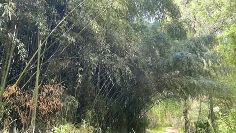 Time-Lapse of bamboo in wind moving over a path / trail through a bamboo forest Video stock 239470764