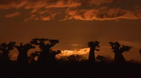 Time lapse Baobab sun rise Madagascar Stock Footage 10838713