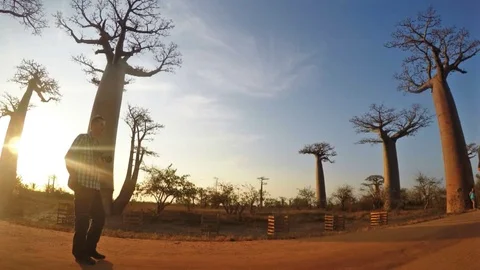 Time lapse of baobabs in morondava madagascar 動画素材 89665089