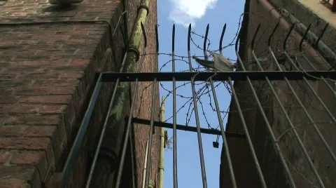 Time-lapse barbed wire gate HD 1080i Stock Footage 86023