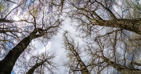 Time lapse of bare crowns and clumsy branches  of huge oak trees Stock Footage 273075385