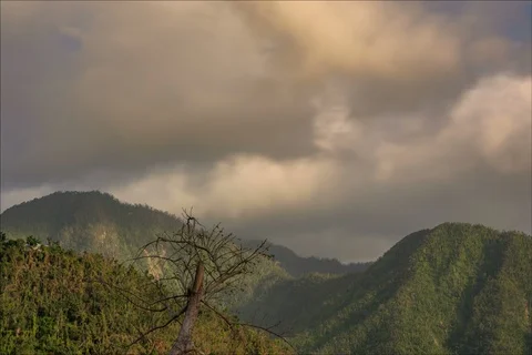 Time lapse of bare tree with clouds in background Stockbeeldmateriaal 91159489