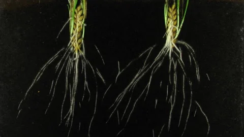 Time lapse of barley germinating and growing in a rhizobox Stock Footage 291281544