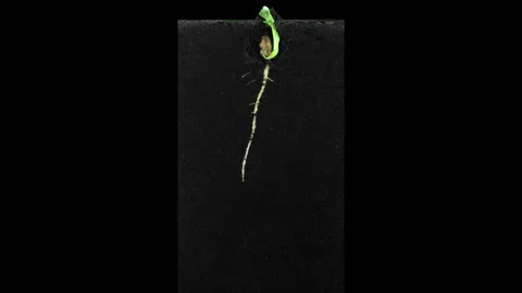 Time lapse of bean germinating and growing in a rhizobox. Stock Footage 306124091