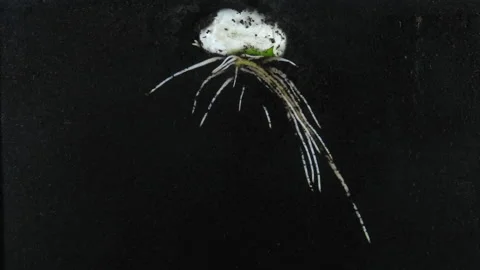 Time lapse of bean germinating and growing in a Rhizobox Stock-Footage 323353846