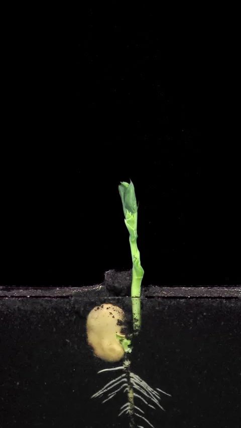 Time lapse of bean germinating and growing in a rhizobox, vertical orientation Stock Footage 330581432