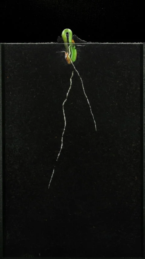 Time lapse of bean germinating and growing in a rhizobox, vertical orientation 스톡 동영상 331661904