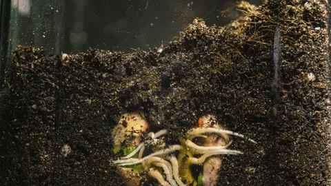 Time Lapse: A bean grain sprouting roots in the ground. Newborn seed growing in Stock Footage 161159666