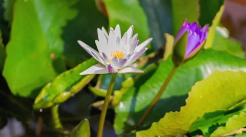 Time lapse beautiful blooming lotus in pond Stock Footage 40602917