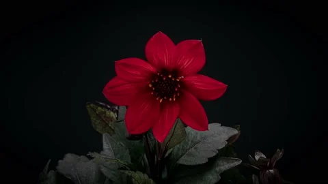 Time Lapse of Beautiful Blooming Red flower. Stock Footage 198193121