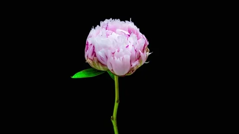 Time Lapse of Beautiful Blooming White Peony. Stock Footage 196894608