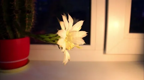 Time lapse: Beautiful cactus bloom Video stock 62207411
