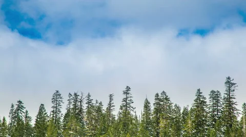 Time Lapse - Beautiful Clouds Moving Over Pine Trees Stock Footage 59849480