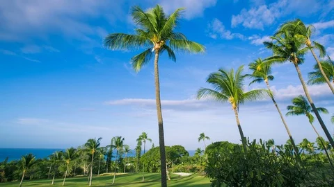 Time Lapse - Beautiful Clouds Moving over Plam Trees in Golf Course Video stock 73504273