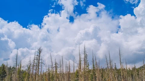 Time Lapse - Beautiful Clouds Moving Over Pine Trees - 4K Video stock 90438255