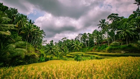 Time Lapse - Beautiful Clouds Moving Over the Rice Terraces - 4K Stock Footage 100651237