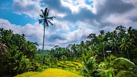 Time Lapse - Beautiful Clouds Moving Over the Rice Terraces - 4K Stock Footage 104999555